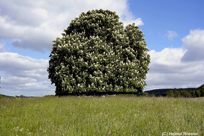 Frühling