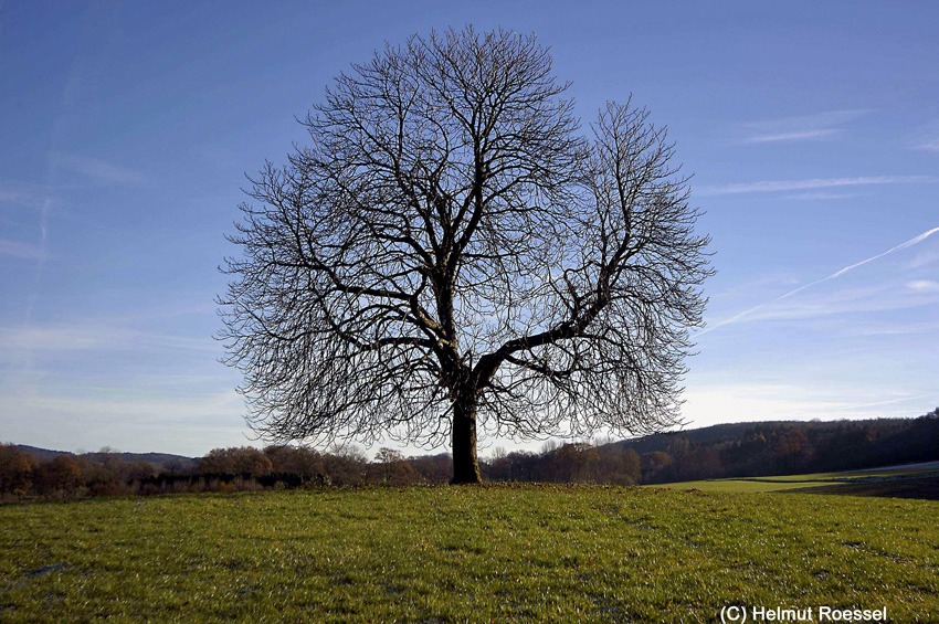Herbst