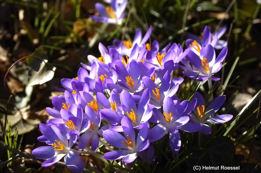 Krokusse