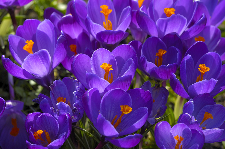 Krokusblüten