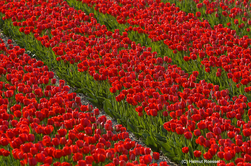 Tulpenfeld