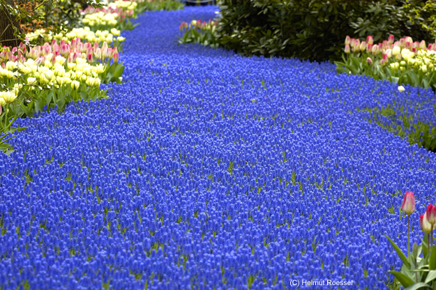 Der blaue Weg