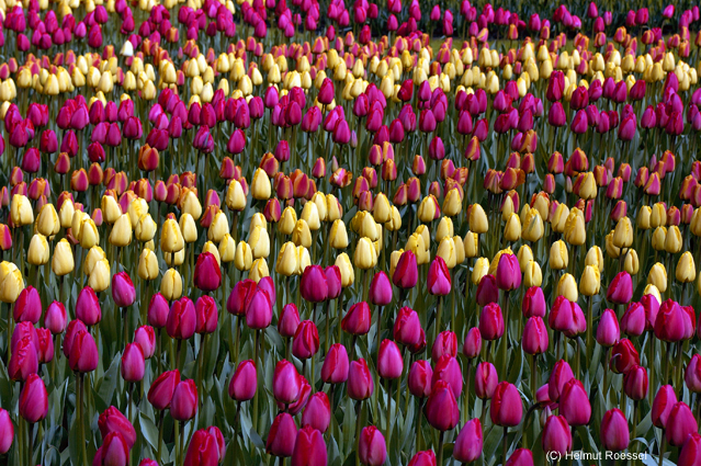Tulpenbeet
