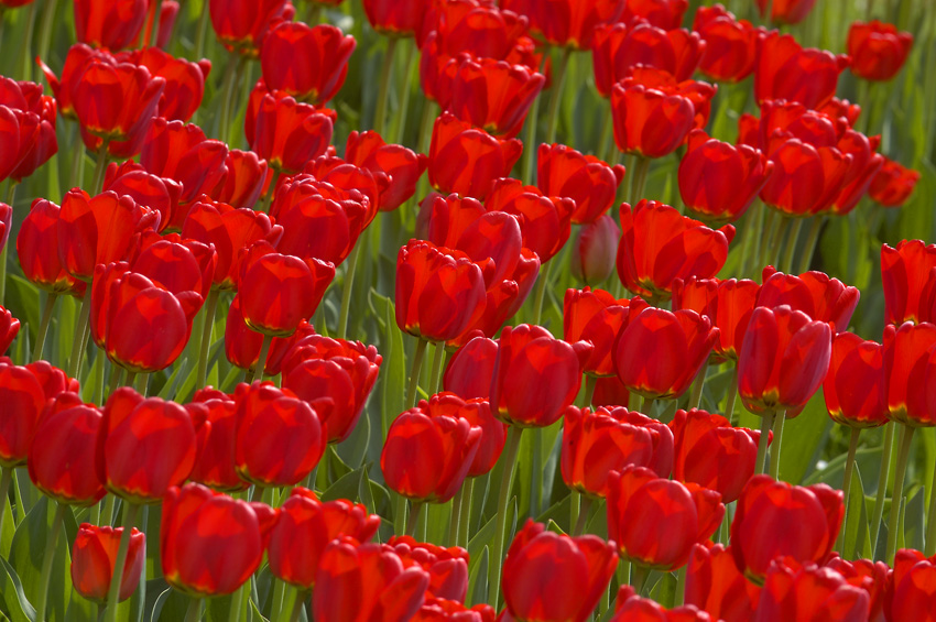 Tulpen im Keukenhof