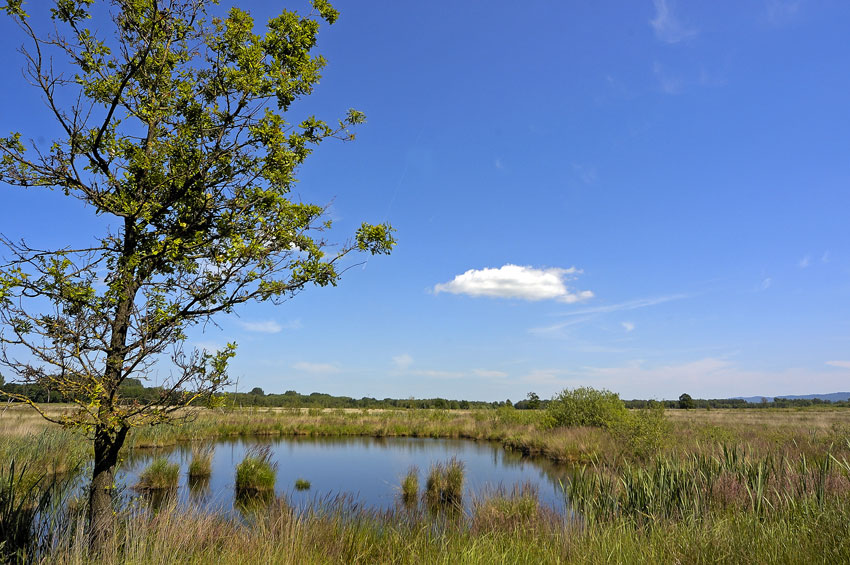 Im Großen Torfmoor