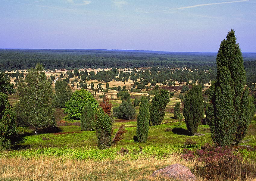 Auf dem Wilseder Berg